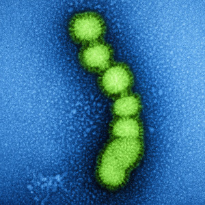 fluvirus